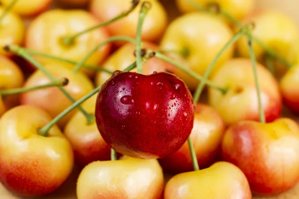 Single Large Red Cherry — Fotografie, imagine de stoc