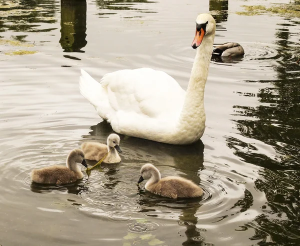 Madre ganso viendo su bebé polluelos en el agua — Foto de Stock