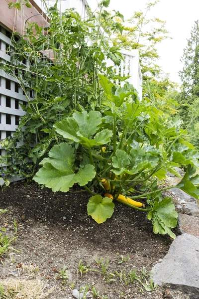 夏の時間で家のデッキの隣に野菜の庭に咲く — ストック写真