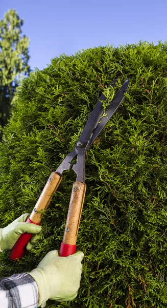 Handen de heggen met grote snijden schaar te trimmen — Stockfoto