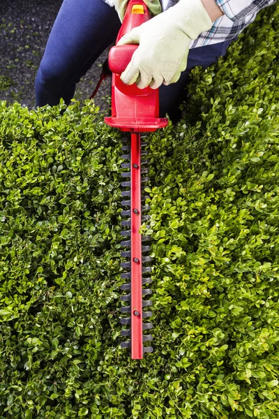 Woman trimming hedges with power shears — Stock Photo, Image