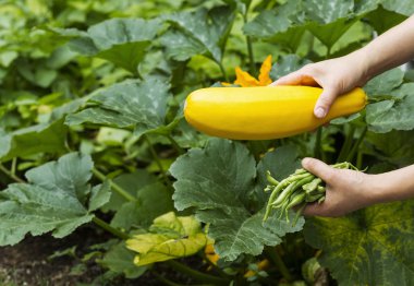 taze sebze toplama el