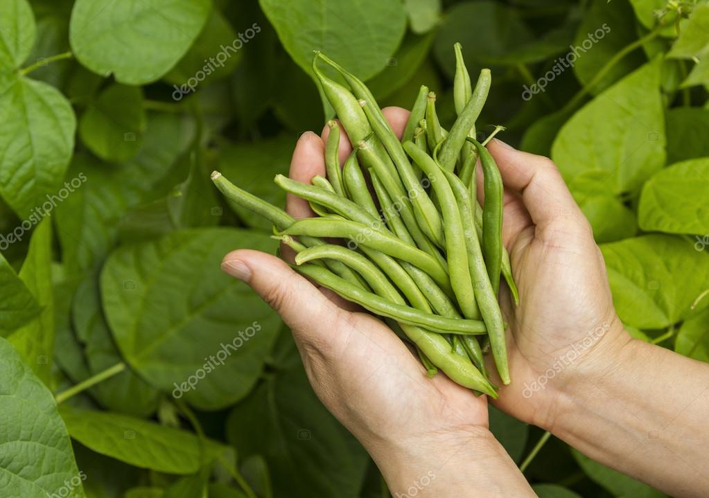 Hands filled with Fresh Green Beans from the Garden — Stock Photo
