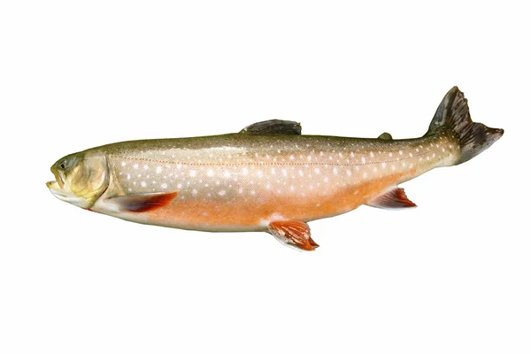 Grote dolly varden forel in kuitschieten kleuren — Stockfoto