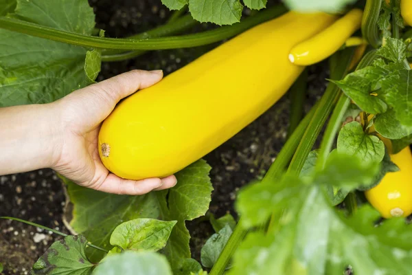 Cosechando calabacín amarillo del jardín casero —  Fotos de Stock