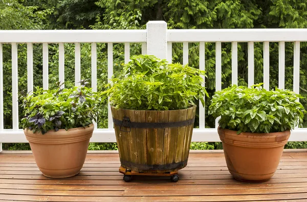 Büyük düz yaprak fesleğen bitki içeren ev herb garden — Stok fotoğraf