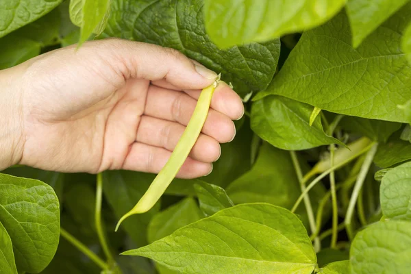 Hand plockar bönor i trädgården — Stockfoto