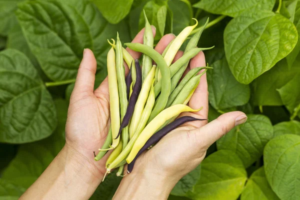 Female hands holding variety of garden beans — Stock Photo, Image