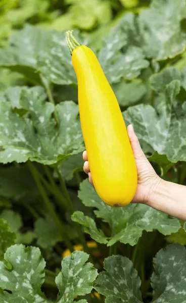 Gran calabacín amarillo recogido a mano del jardín —  Fotos de Stock