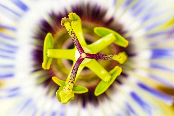 Makro av wild flower insida från nordvästra Stilla havet USA — Stock fotografie