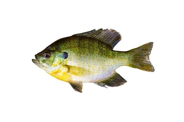 Orörda sunfish på vit — Stockfoto