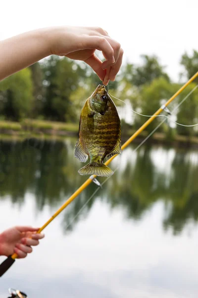 Fêmeas mão segurando grande sunfish no lago — Fotografia de Stock