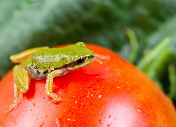 Zielona żaba w ogród warzywny — Zdjęcie stockowe