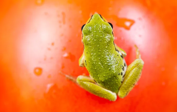 Frog sitting on top of Tomato — Stock Photo, Image