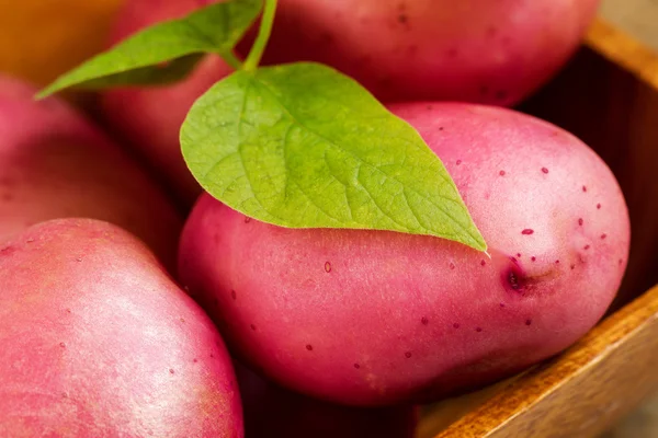 Zahradní čerstvé červené brambory v dřevěné misce — Stock fotografie
