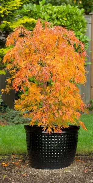 Petit érable japonais en pot pendant la saison d'automne — Photo