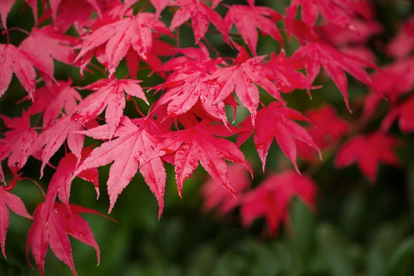 Red Maples in Fall Season — Stock Photo, Image