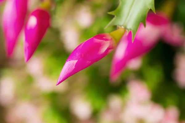 Closeup photo of a vibrant magenta flower bud — Stock Photo, Image