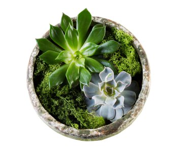 sağlıklı beyaz karanfiller