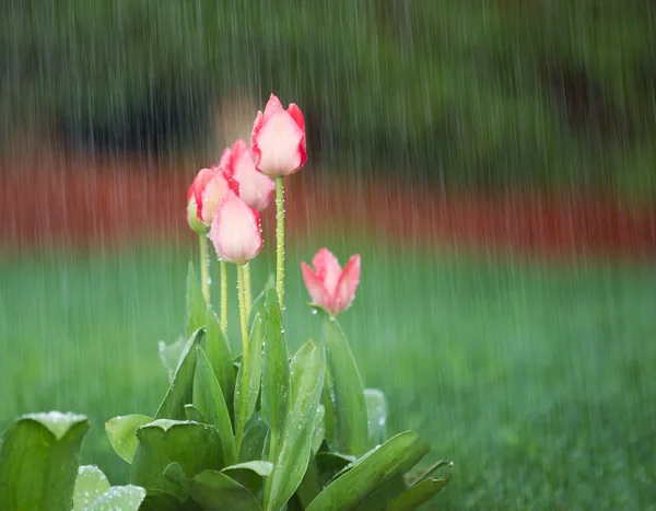 Kvetoucí květiny v jarní déšť — Stock fotografie