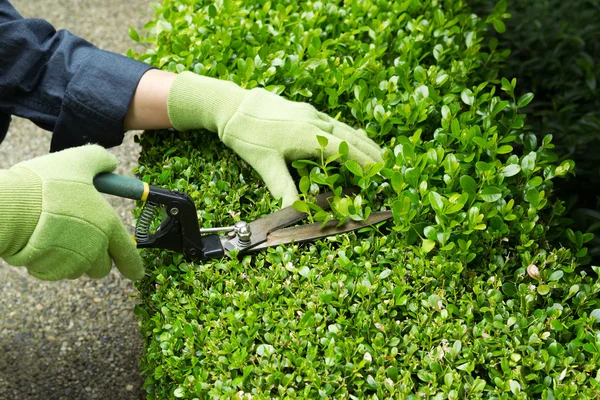 Trimming Hedges with Manual Shears — Stock Photo, Image