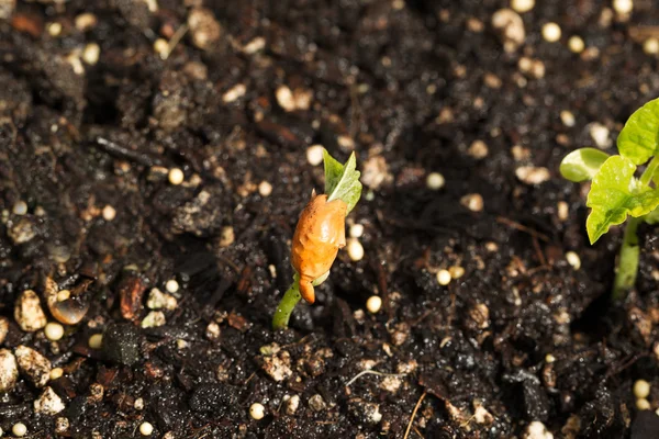 Nova planta de feijão verde no jardim — Fotografia de Stock