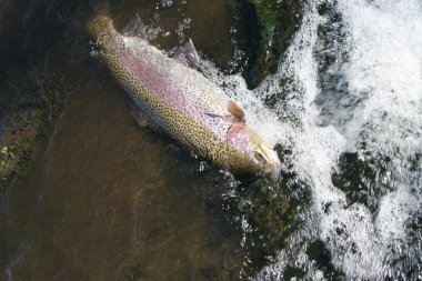 Large Trout in fast water of River being caught  clipart