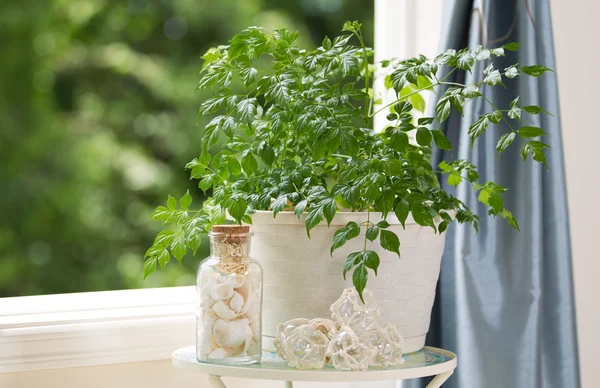 Hem växter och dekorationer framför öppna fönster på fin dag — Stockfoto
