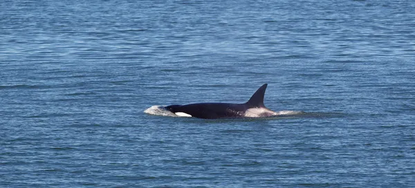 海で泳いでいる若い成熟したシャチのクジラ — ストック写真