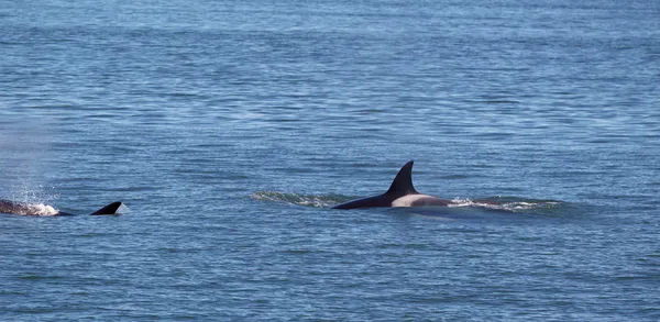 Orca balene all'interno delle isole di San Juan dando la caccia — Foto Stock