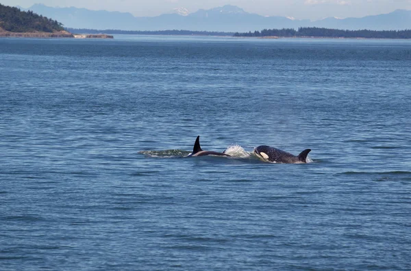 Orca ballenas persiguiendo unos a otros —  Fotos de Stock