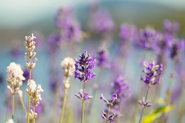 Lavender Flowers in bright day light during summer — Stock Photo, Image