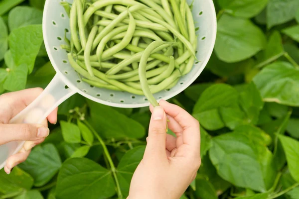 녹색 콩 수확 시간 — 스톡 사진