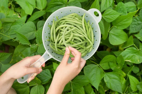 手の庭から新鮮なブッシュの緑色の豆を選ぶ — ストック写真