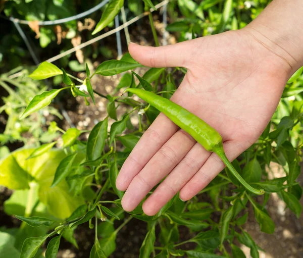 Fresh Hot Peppers in Home Garden — Stock Photo, Image