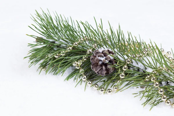 Holiday Fir Branch on Snow — Stock Photo, Image