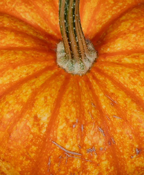 Moldura Preenchida Topo Real Abóbora Para Temporada Férias Outono Halloween — Fotografia de Stock