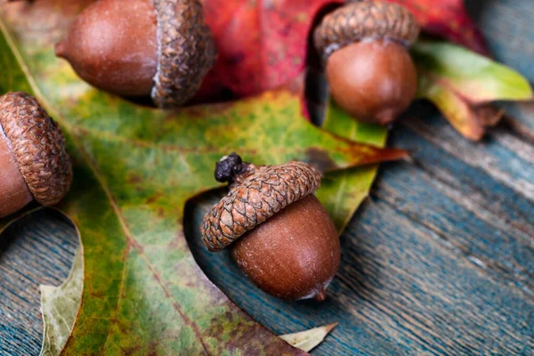 Ekollon Med Eklöv Och Åldrade Blå Träplankor Bakgrunden Närbild — Stockfoto