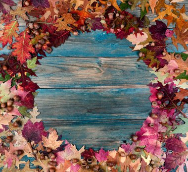 Cadılar Bayramı 'nın sonbahar tatili ya da Şükran Günü arkaplanı için mavi ahşap tahtalarda gerçek meşe palamudu ve renkli yapraklar.