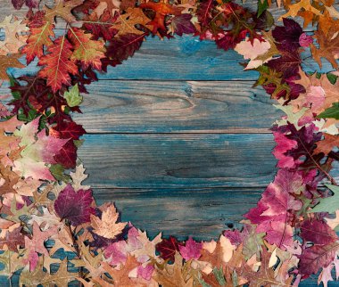 Cadılar Bayramı 'nın sonbahar tatili ya da Şükran Günü arkaplanı için mavi aşınmış ahşap tahtaların üzerinde gerçek renkli yaprakların tam bir daire görüntüsü