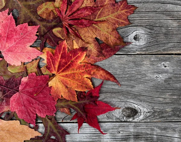 Vue Rapprochée Des Feuilles Feuillage Colorées Sur Des Planches Bois — Photo