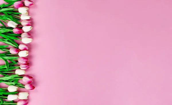 Верхний Вид Цветов Тюльпана Образующих Границу Слева Розовом Фоне Дня — стоковое фото