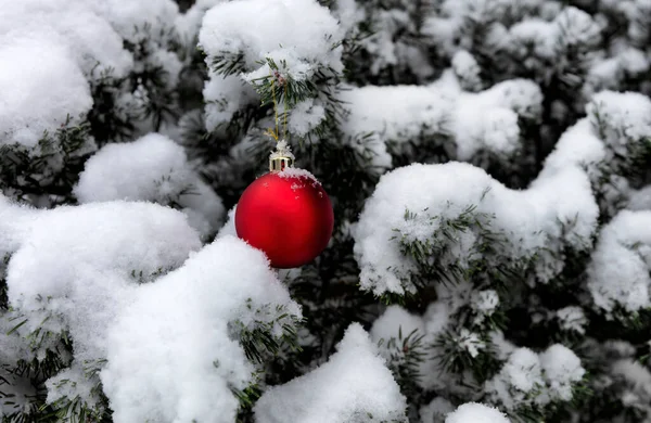 Albero Natale All Aperto Coperto Neve Con Appeso Singolo Ornamento — Foto Stock