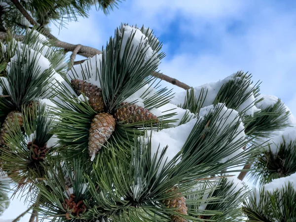 Neve Coberto Árvore Natal Livre Com Enfeites Cone Pinho Céu — Fotografia de Stock