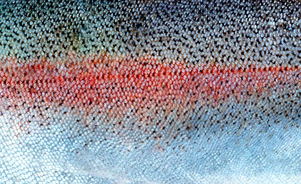 Real Trout Salmon Fish Scales Skin Background — Fotografia de Stock