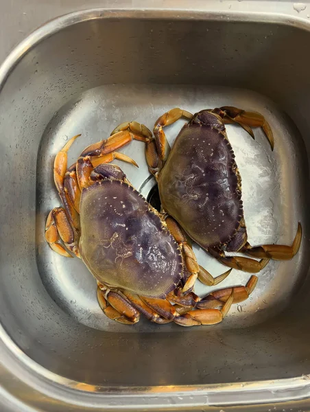 Caranguejos Dungeness Crus Não Cozidos Pia Cozinha Sendo Preparados Para — Fotografia de Stock