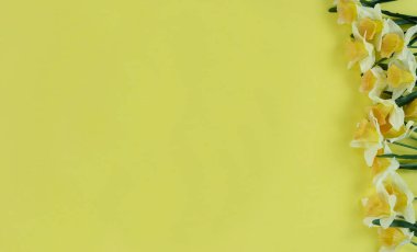Mutlu Paskalya bayramı konsepti için parlak sarı bir zemin üzerinde bahar zamanı nergis çiçeklerinin sağ kenarı.  
