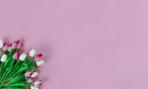 Colorati Fiori Tulipano Primaverili Sfondo Rosa Chiaro Festa Della Mamma — Foto Stock
