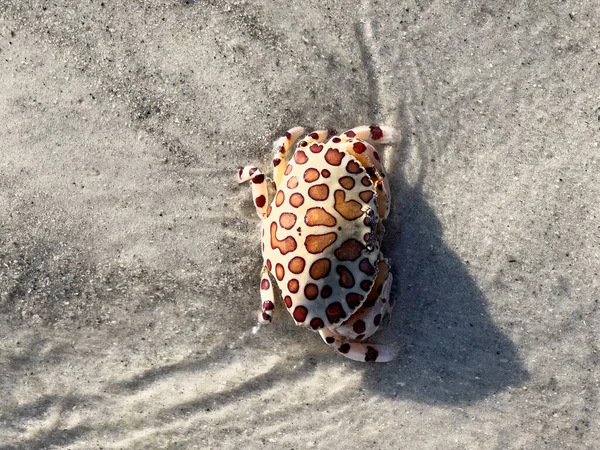 Calico Kastenkrabbe Oder Leopardenkrabbe Flachen Wasser Strand — Stockfoto