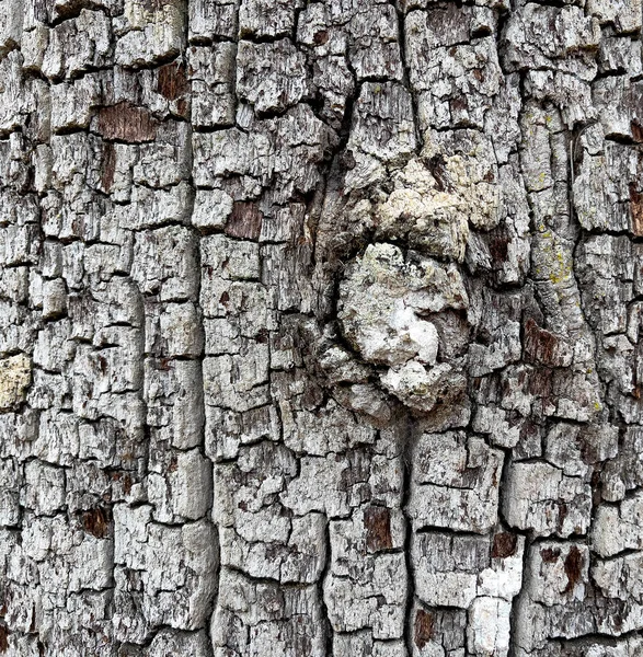 Zbliżenie Tekstury Surowca Kory Drzewa Wypełnionym Formacie Ramki — Zdjęcie stockowe